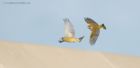 Filename=green_RP_131120a.jpg
Filesize=259KB
Dimensions=1200x589
Date added=Apr 12, 2021 green_RP_131120a.jpg