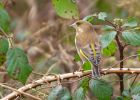 greenfinch_030109a.jpg