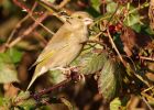 greenfinch_031208a.jpg