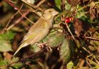 greenfinch_031208b.jpg