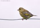 greenfinch_041111a.jpg