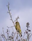 greenfinch_0504a.jpg