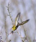 greenfinch_0504b.jpg