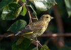 greenfinch_090910a.jpg