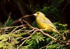 greenfinch_110510a.jpg