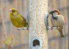 greenfinch_140408a.jpg