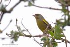 greenfinch_180412a.jpg