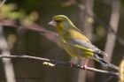 Filename=greenfinch_210412a.jpg
Filesize=268KB
Dimensions=1000x667
Date added=Apr 21, 2012 greenfinch_210412a.jpg