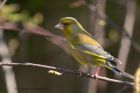 greenfinch_210412a.jpg