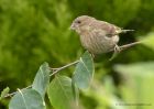 greenfinch_210511a.jpg