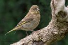 greenfinch_210511b.jpg