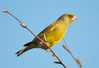 greenfinch_240408b.jpg