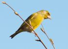 greenfinch_240408c.jpg