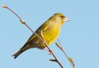 greenfinch_240408d.jpg