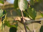 greenfinch_270708a.jpg