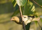 greenfinch_270708b.jpg