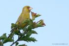 greenfinch_300513a.jpg