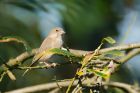 Filename=greenfinch_MiM_021019a.jpg
Filesize=473KB
Dimensions=1200x800
Date added=Mar 29, 2021 greenfinch_MiM_021019a.jpg