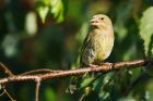 greenfinch_gdn_110720a.jpg