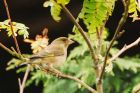 greenfinch_gdn_210521b.jpg