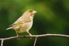 greenfinch_gdn_210521g.jpg