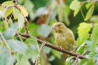 greenfinch_gdn_230819a.jpg