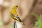 Filename=greenfinch_gdn_280623a.jpg
Filesize=665KB
Dimensions=1300x867
Date added=Aug 28, 2024 greenfinch_gdn_280623a.jpg