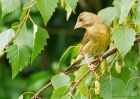 greenfinch_gdn_300718a.jpg