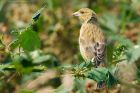 greenfinch_lunt_250718a.jpg