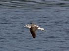 greenshank.jpg