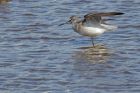 greenshank_020813c.jpg