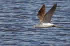 greenshank_020813d.jpg