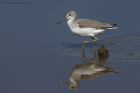 greenshank_020914a.jpg