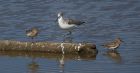 greenshank_020914b.jpg