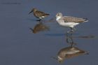 greenshank_020914c.jpg