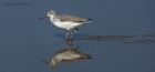 greenshank_020914o.jpg