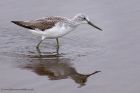 greenshank_041111b.jpg