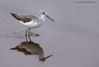 greenshank_041111e.jpg