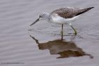 greenshank_041111g.jpg