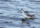 greenshank_240910a.jpg