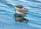 greenshank_240910c.jpg