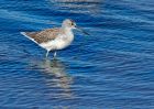 greenshank_240910d.jpg