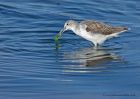 greenshank_240910i.jpg