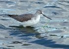 greenshank_240910k.jpg