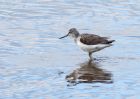 Filename=greenshank_260909b.jpg
Filesize=190KB
Dimensions=800x571
Date added=Sep 27, 2009 greenshank_260909b.jpg
