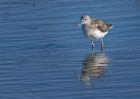 greenshank_300810a.jpg