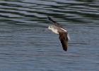 greenshank_a.jpg