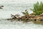 greenshanks_050808a.jpg