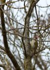 greenwoodpecker_100409c.jpg