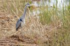 greyHeron_010515a.jpg